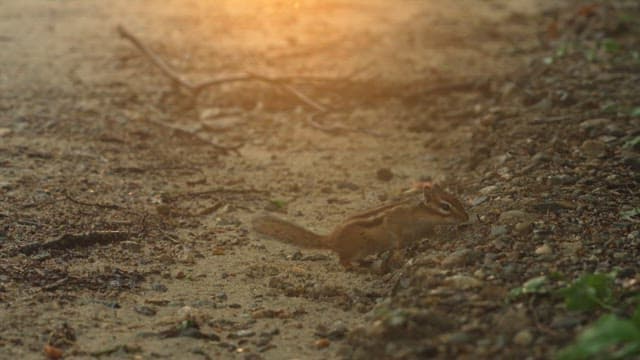 Chipmunk Foraging on a Gravel Path
