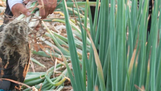 A farmer harvesting green onions in the field