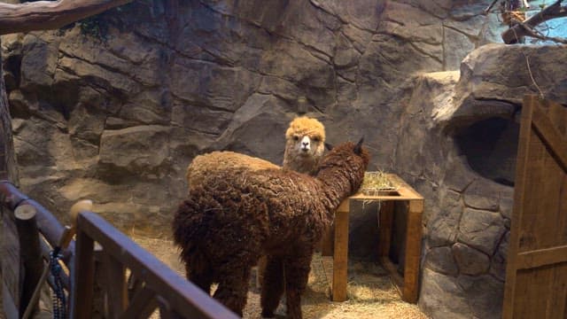 Two alpacas in a enclosure eating hay