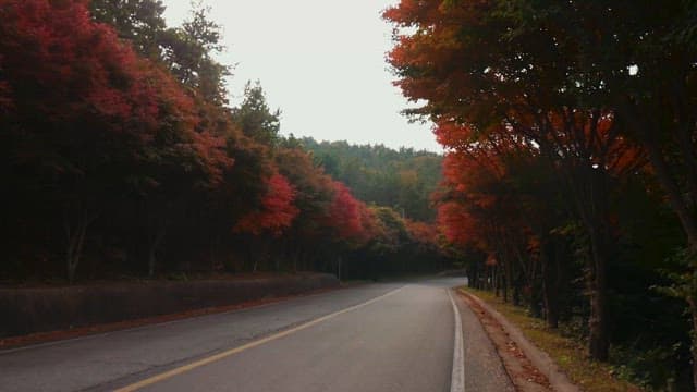 Autumn foliage along a peaceful road