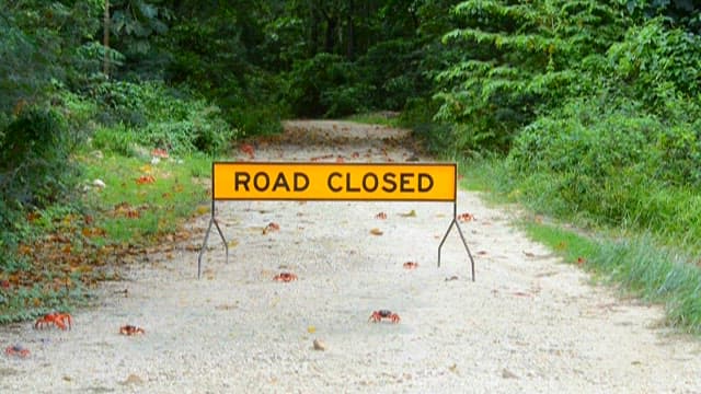 Red Crabs Crossing the Road with Cars