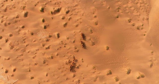 Caravan of camels crossing a desert