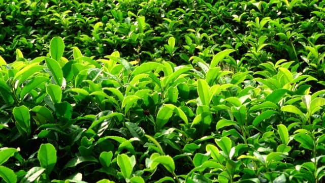 Lush green tea plantation with vibrant leaves