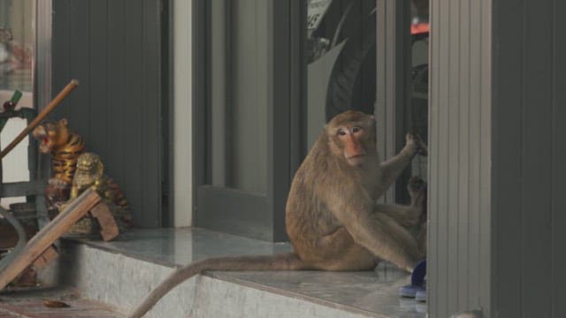 Monkey Sitting Outside a Building Entrance while Looking Inside