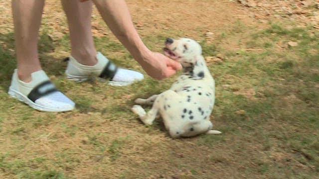 Man playing with a Dalmatian puppy outdoors on the grass
