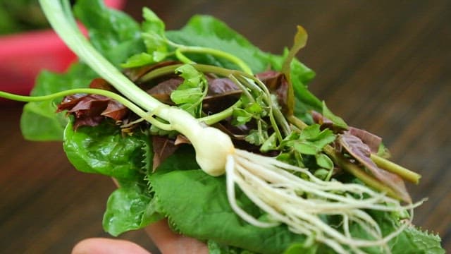 Parboiled octopus and lettuce wrap served with chili peppers
