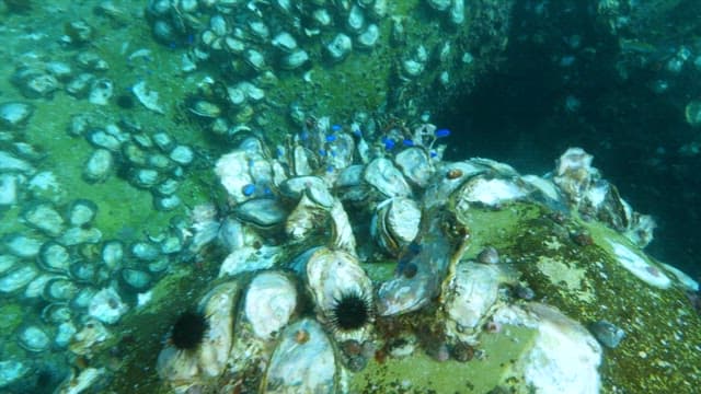 Underwater Scene with Blue Fish and Shells on a Rocky Reef