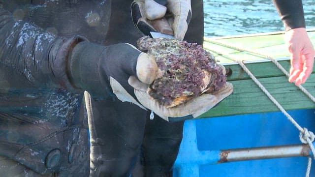 Harvesting Marine Life at Sea
