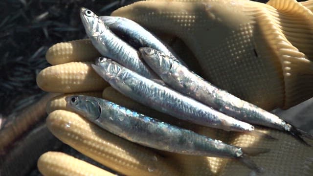 Fresh anchovies picked up with rubber gloved hands