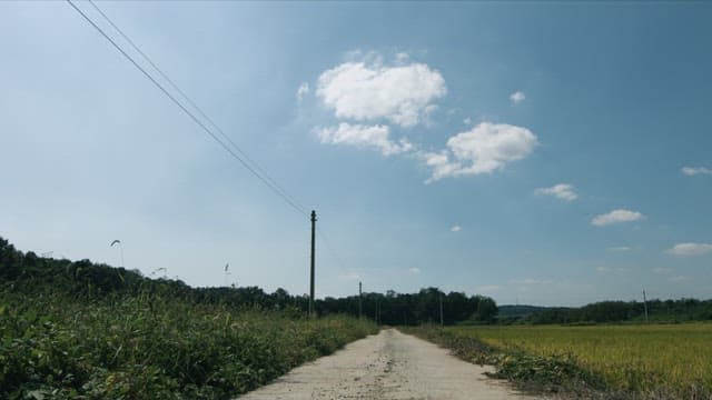 Serene country road amidst fields