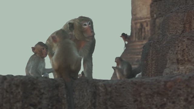 Monkeys exploring ancient temple ruins in the afternoon