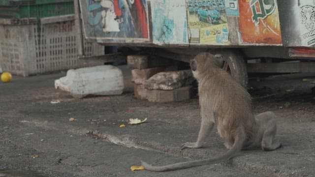 Monkey Sitting on the Street and Looking Around