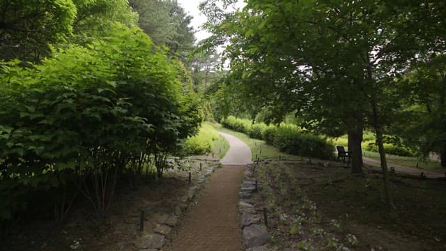 Serene Park Pathway Surrounded by Greenery