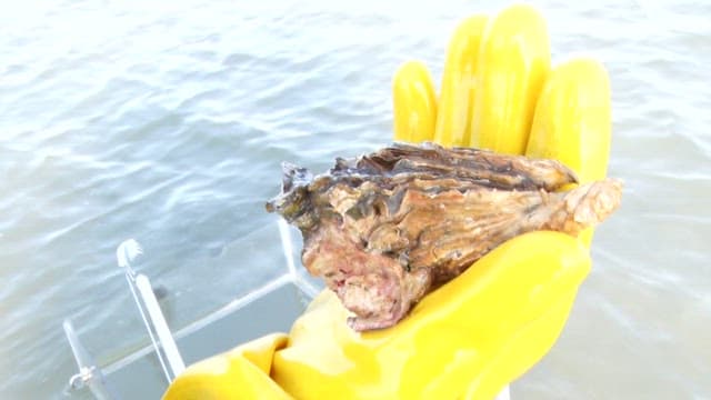 Large oyster held in yellow gloves