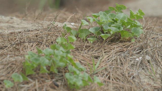 Young plants emerging in a straw-covered field