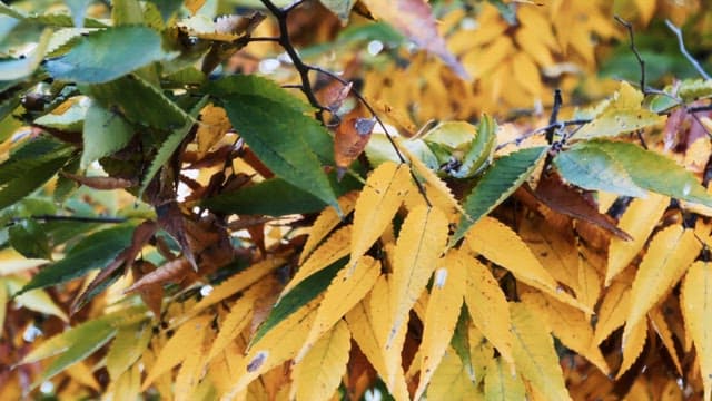 Colorful autumn leaves on a tree branch