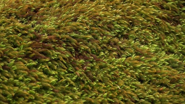 Vibrant green moss in a forest