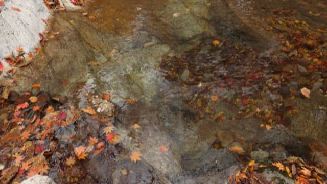 Autumn Stream Flows Through a Forest