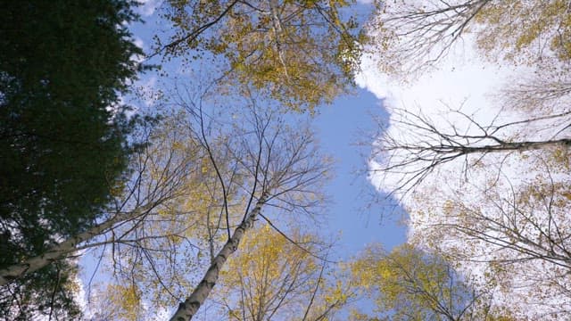Tranquil Forest Canopy with Sunlight and Blue Sky