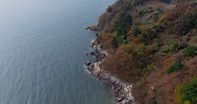 Seaside Cliffs and Forest from Above