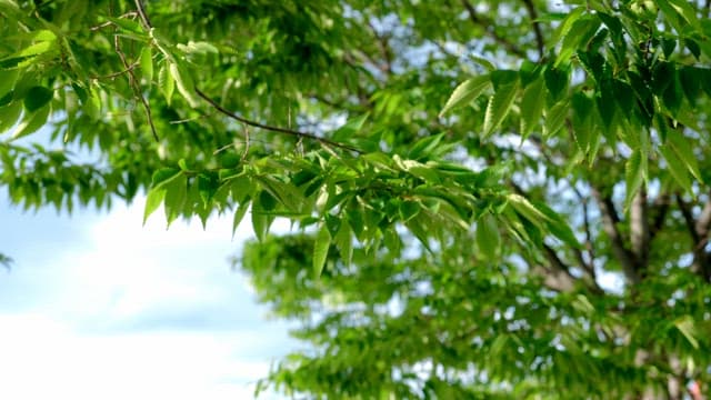 Green leaves on a tree branch in sunlight