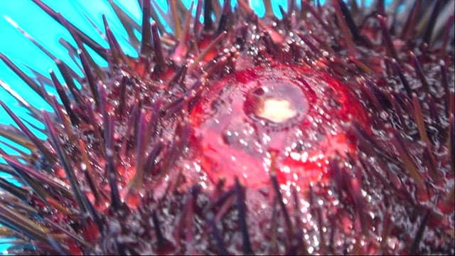 Detailed view of a sea urchin