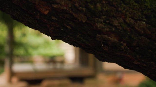 Traditional Korean house with greenery