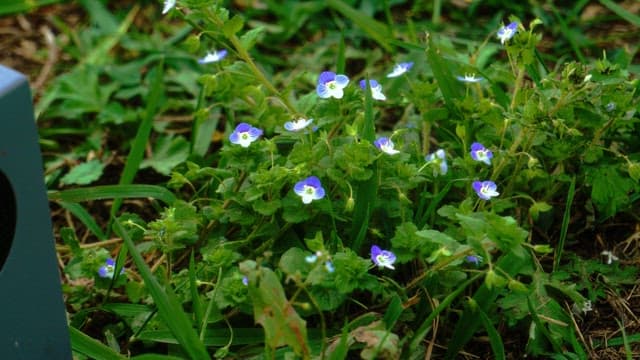Purple violets blooming in the green grass