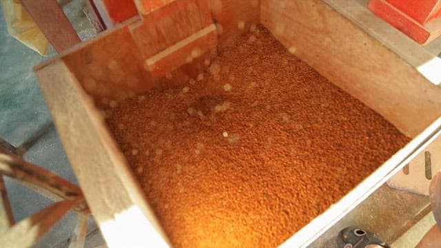 Yellow wheat being sifted through a rice mill