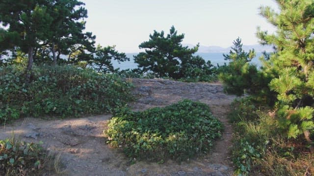 Scenic coastal view with pine trees