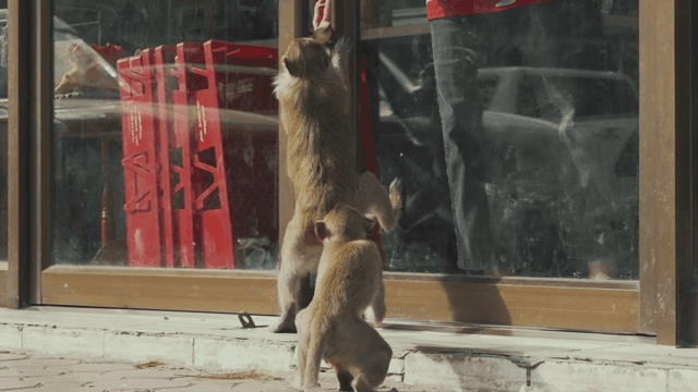 Monkeys Receiving Food from Humans