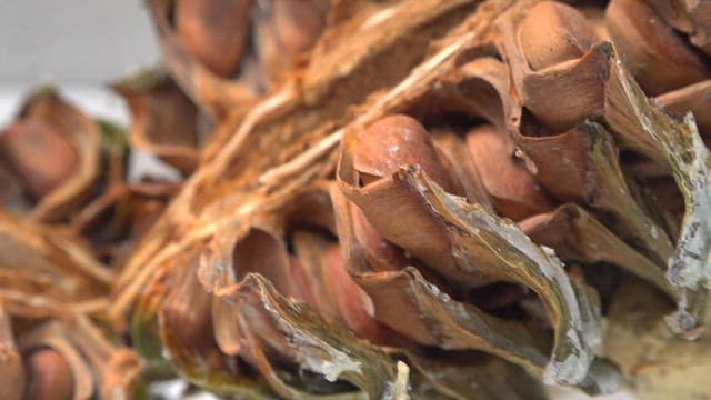 Pine nuts inside a pine tree fruit