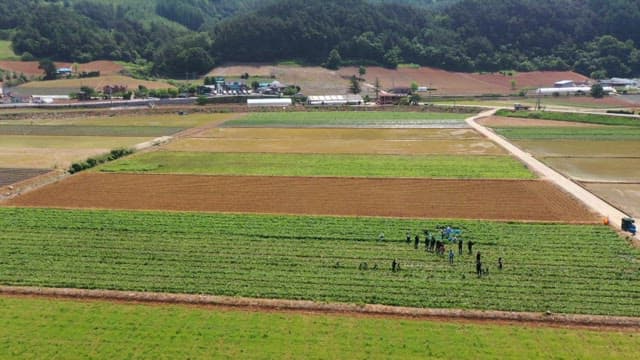 Workers Harvesting Crops in Expansive Farmland