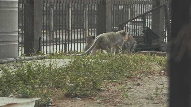Monkeys Wandering Near an Fence