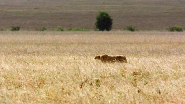 Cheetah Chasing Antelopes in the Savanna