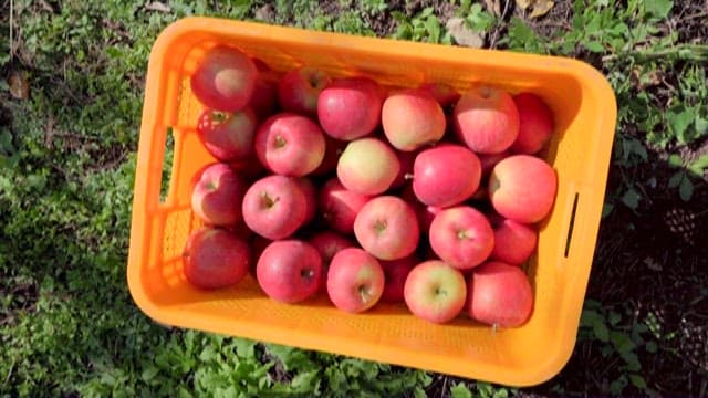 Basket Filled With Freshly Picked Apples