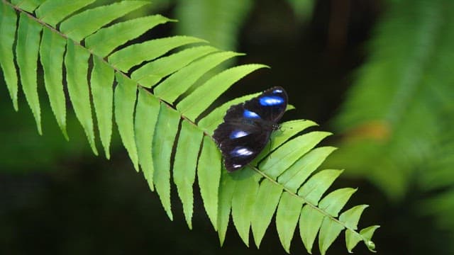 Butterfly Resting on a Vibrant Green Fern