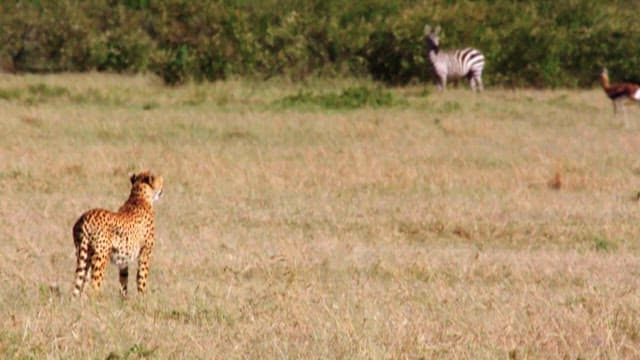 Zebra and Cheetah Encountered in the Savannah