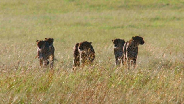 Cheetahs Surveying the Savanna