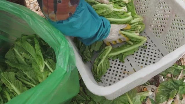 Farmer harvesting fresh vegetable, leaf mustard from a field