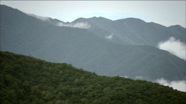 Misty Mountains with Lush Greenery