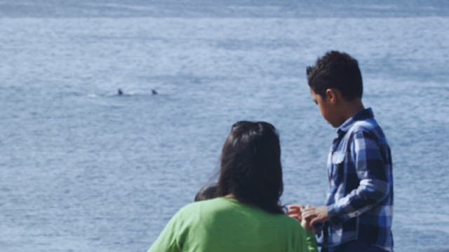 People watching dolphins play in the sea