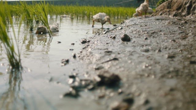 Ducks Foraging in a Wet Rice Field
