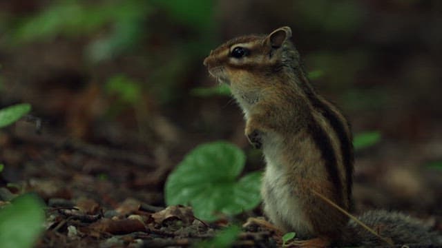 Chipmunk standing on the forest floor