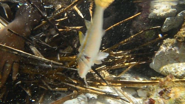 Fish caught on harpoon