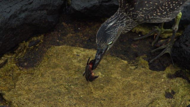 Bird Feeding on Crab by Water's Edge