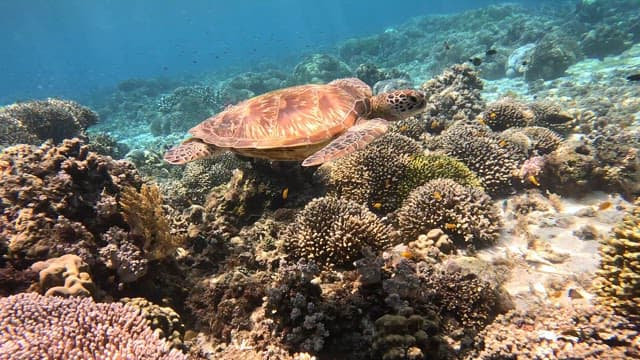 Sea turtle swimming over coral reefs