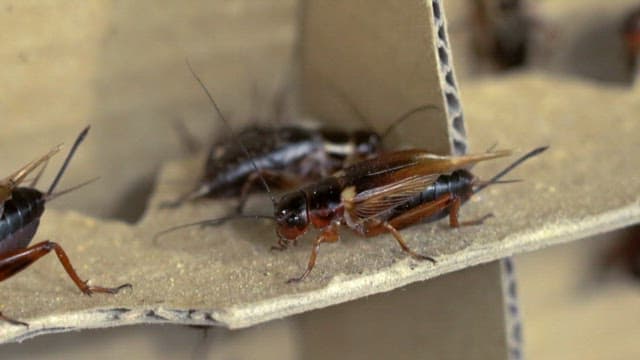 Crickets on a cardboard surface in close-up view