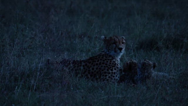 Cheetah and Cubs Resting at Twilight