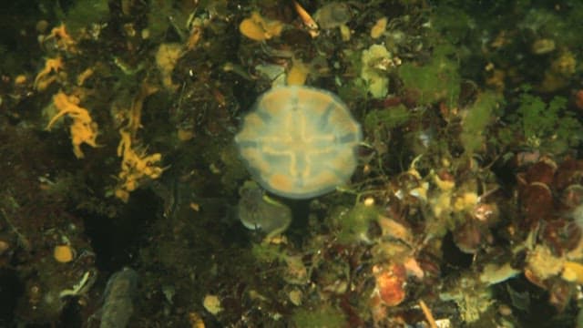 Fish eating jellyfish